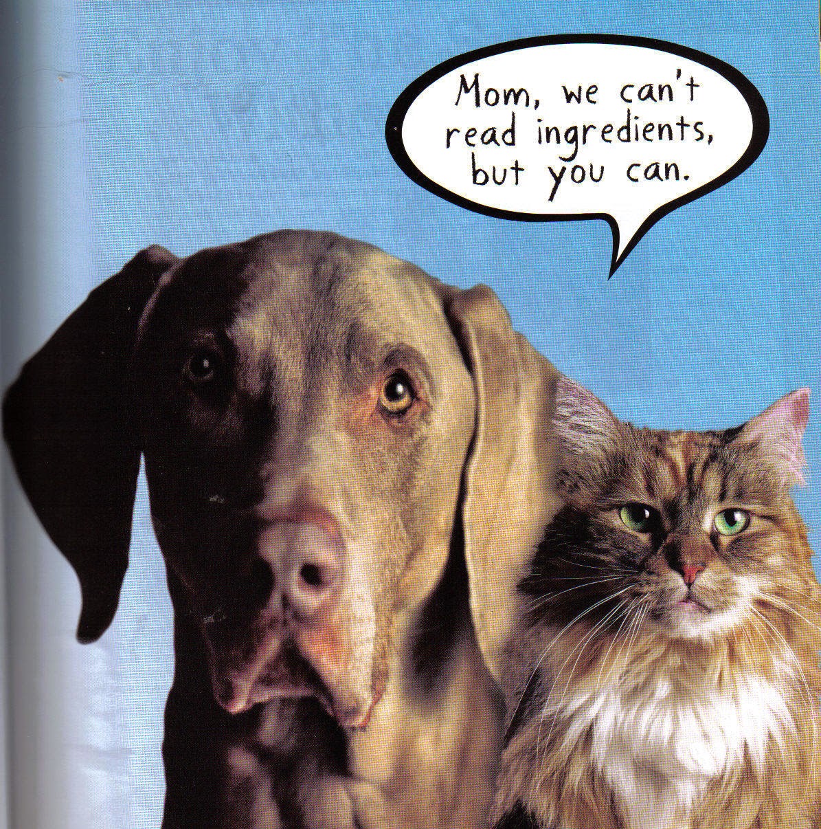 Can You Feed A Cat Peppers Can You Feed A Cat Peppers