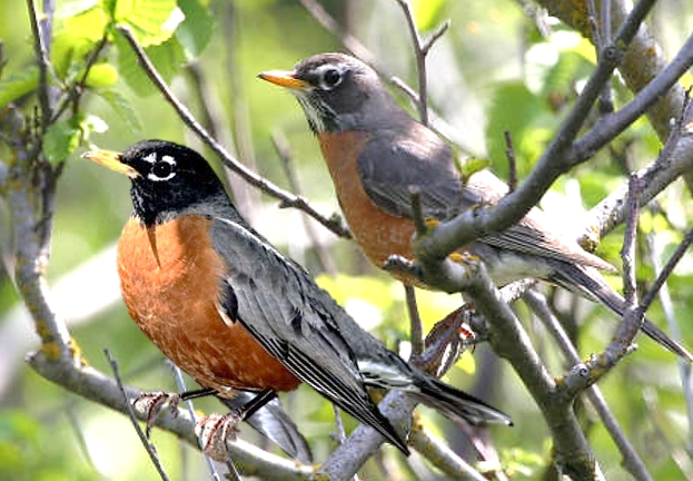 wild birds unlimited male and female american robin wild birds unlimited male and female american robin