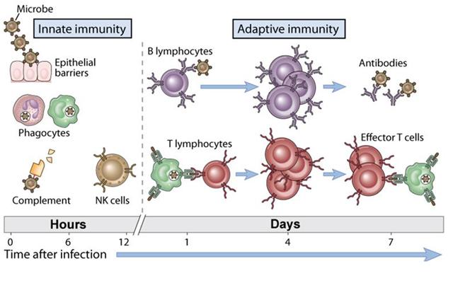 Traveling Small with a Nucleus: Hide and Seek: Evasion of Immune