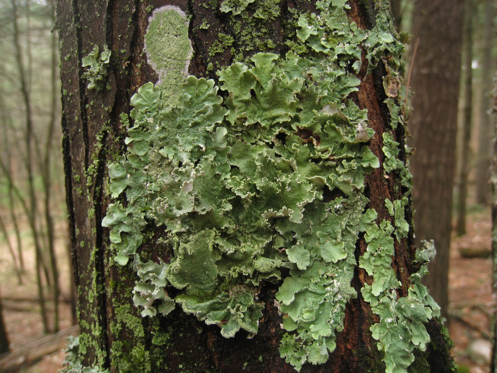 Distracted naturalist common greenshield lichen