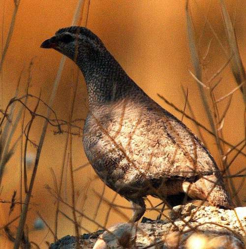 Indian bird - See-see partridge - Ammoperdix griseogularis
