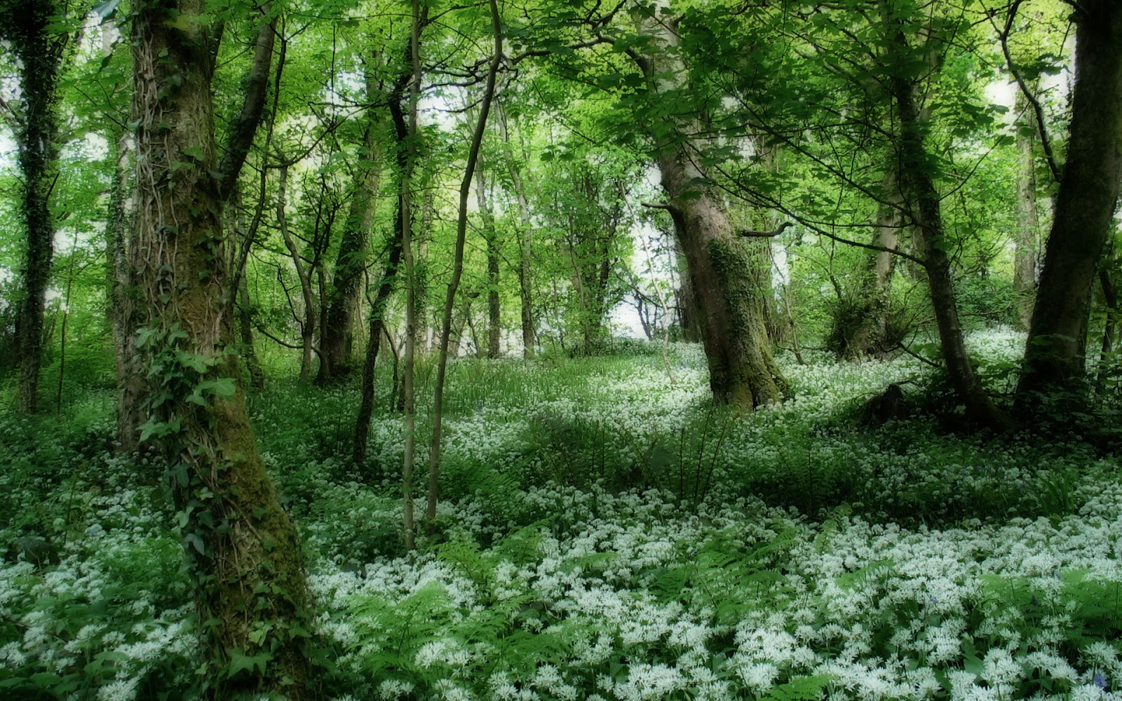 Download Free Forest Wallpapers Download Free Forest Wallpapers