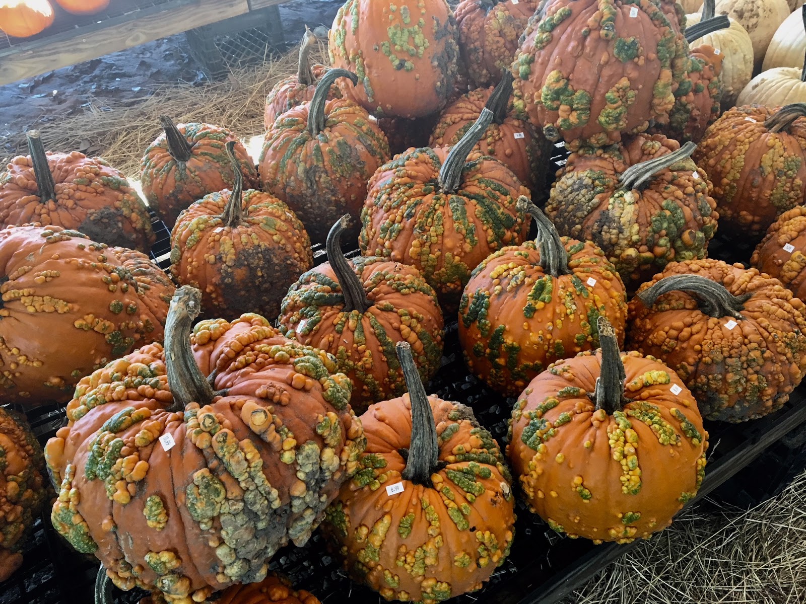 The Uptown Acorn SPOOKTACULAR October {Hazel's Market for Pumpkins}