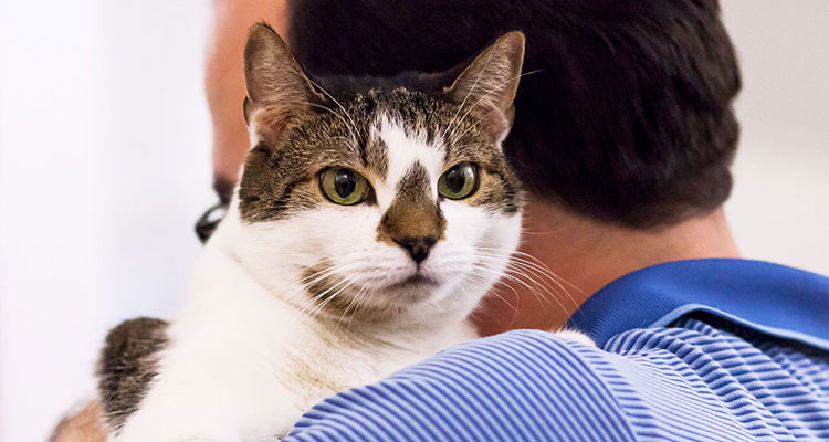 Your Cat's Nutritional Needs Your Cat's Nutritional Needs