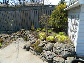 Scarborough rock garden after removing weeping mulberry by garden muses-not another Toronto gardening blog