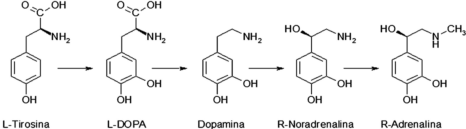 SCARICARE ADRENALINA GHIANDOLA