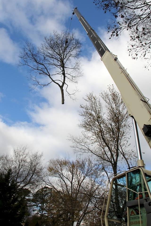 MEC&F Expert Engineers Tree limb kills 25yearold worker employed by