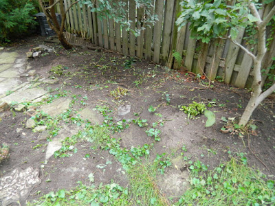 Fall Cleanup After in Riverdale Toronto by Paul Jung Gardening Services--a Toronto Organic Gardener Fall Cleanup After in Riverdale Toronto by Paul Jung Gardening Services--a Toronto Organic Gardener