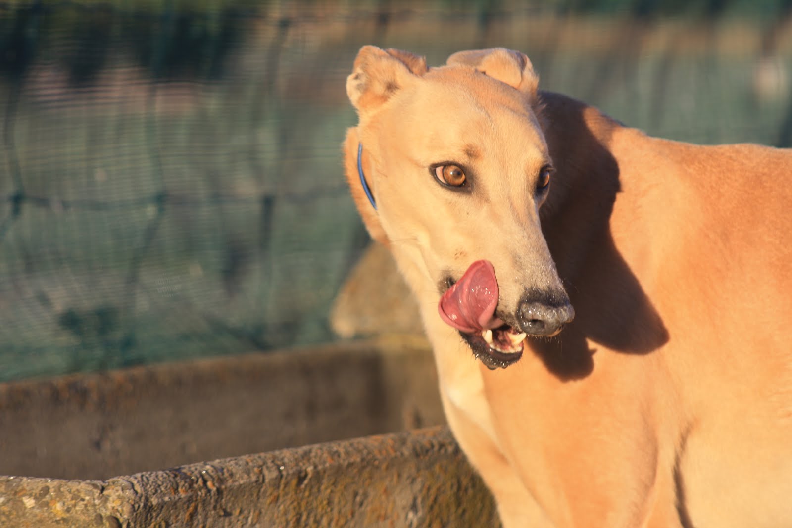 Feral Greyhound Kennels May 2012