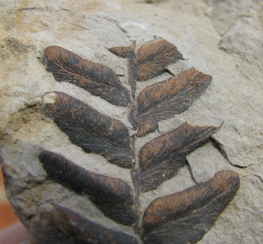 Views of the Mahantango A couple of Carboniferous plant fossils from Spain