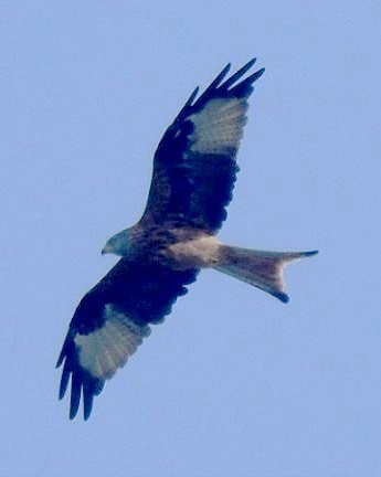 Red Kite