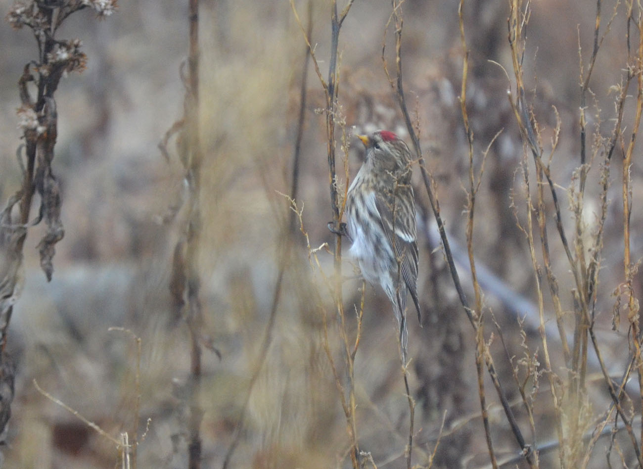 Woods Walks and Wildlife: January 2013
