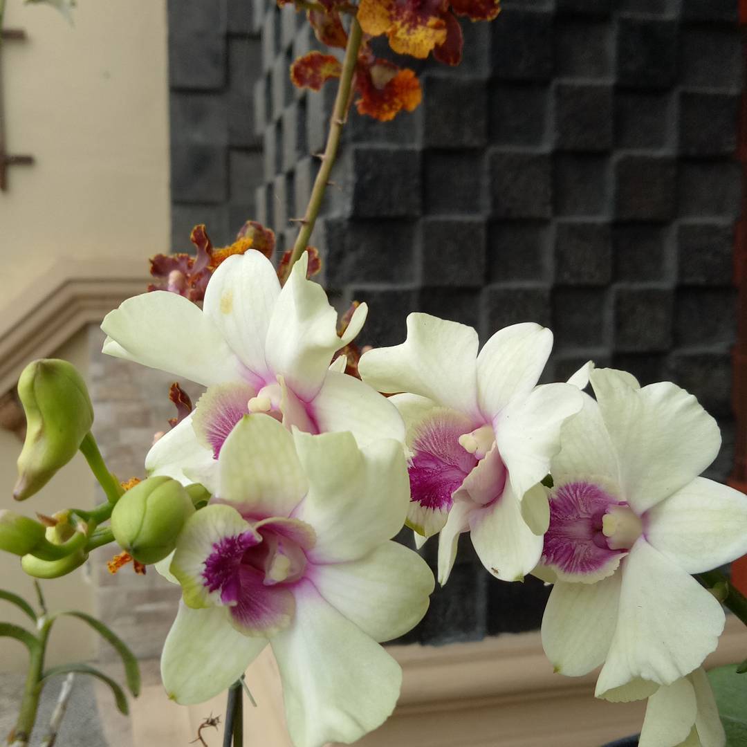 Cattleya Orchids Indoor Garden