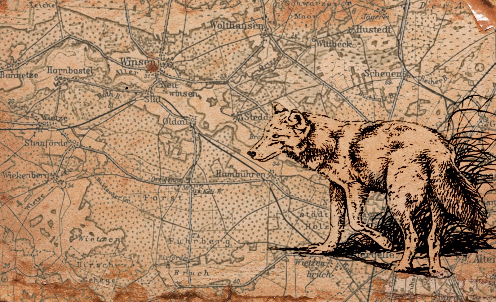 Hambühren: Ein Wolf in Oldau
