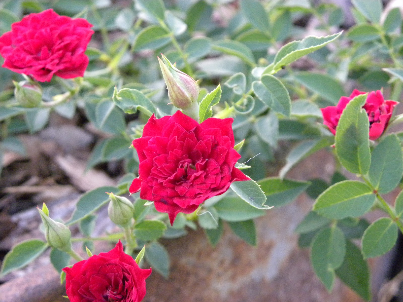 Cascade red rose miniature roses add wish list climbing wilsonbrosgardens