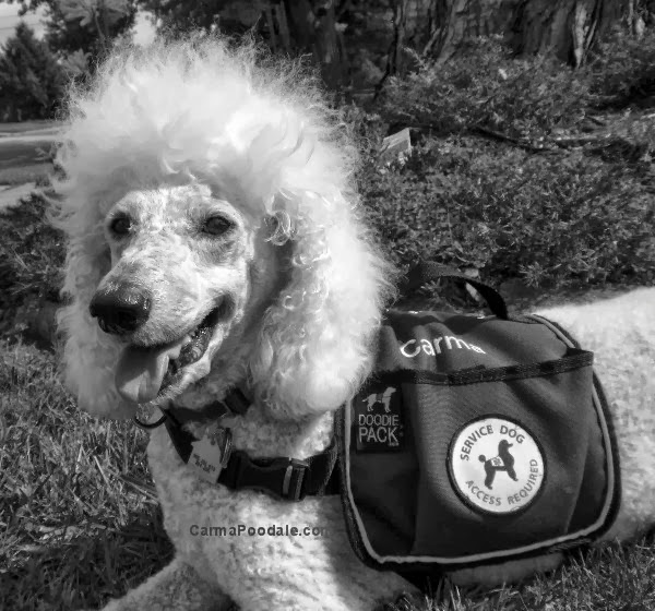 Carma Poodale B/W Sunday Service Dog