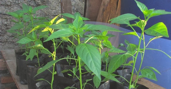 Terkeren 29+ Gambar Tanaman Cabe Umur 2 Minggu