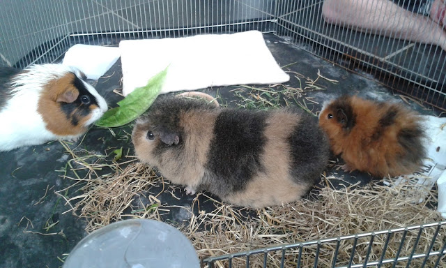 Bonding Daisy the baby guinea pig with Molly and Emmeline the adult guinea pigs Bonding baby guinea pig with adult guinea pigs