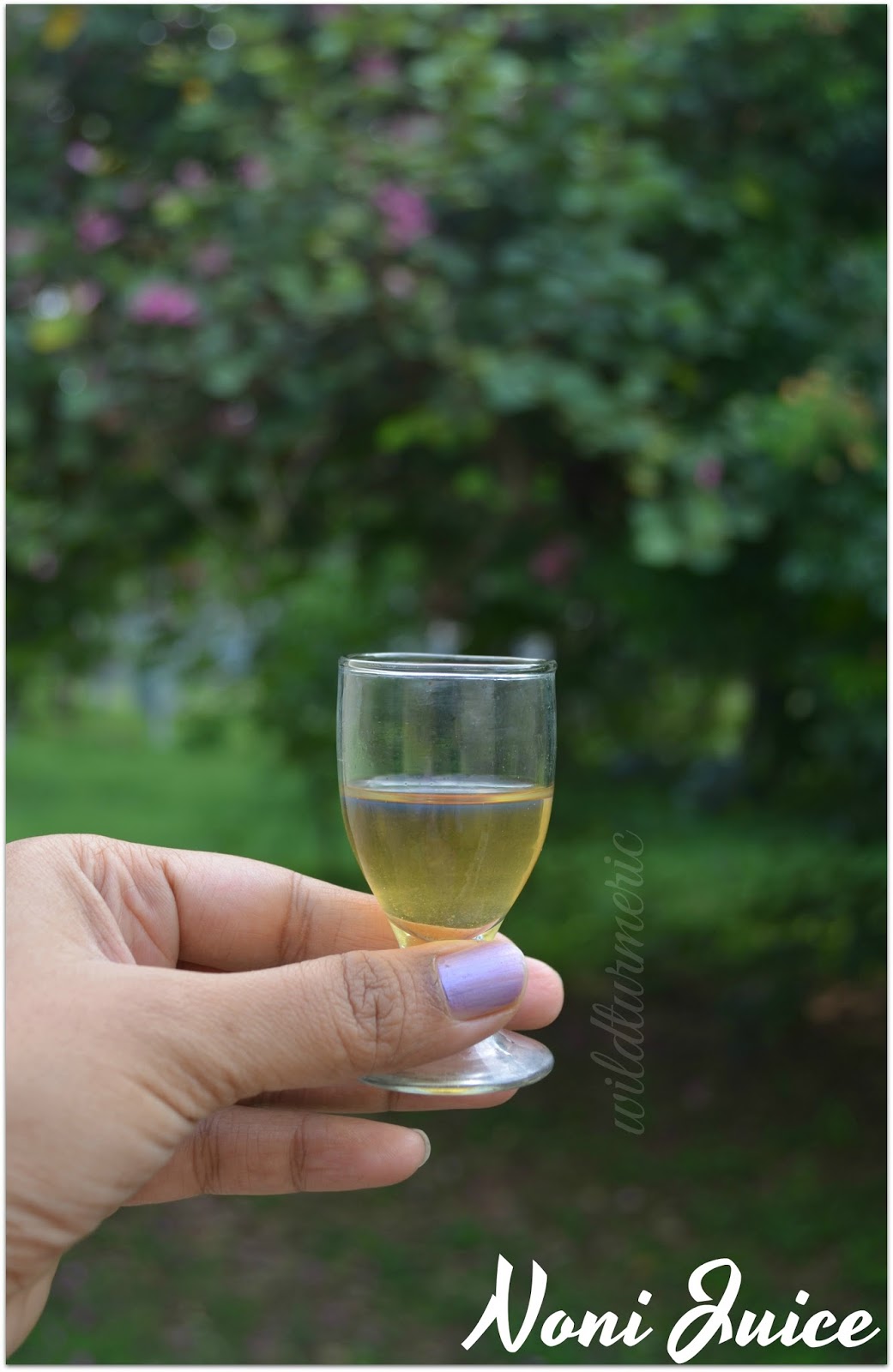 10 Top Health Benefits & Side Effects Of Noni Fruit Juice wildturmeric