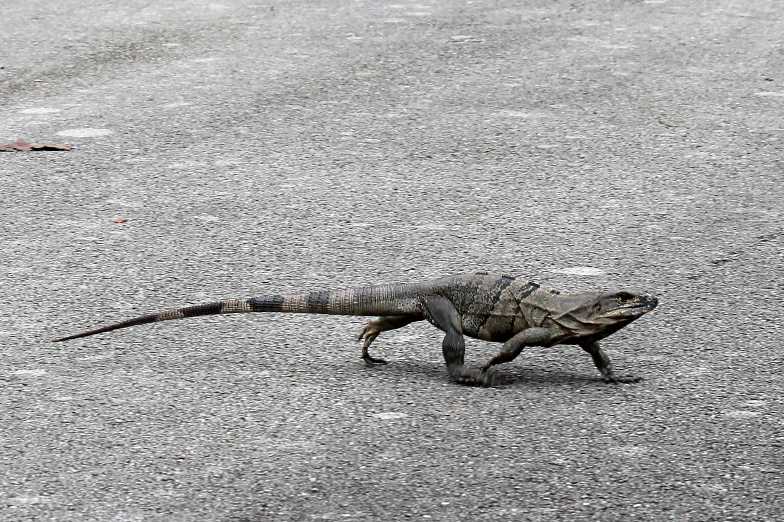 mitcheci photos Florida Lizards of Crandon Park