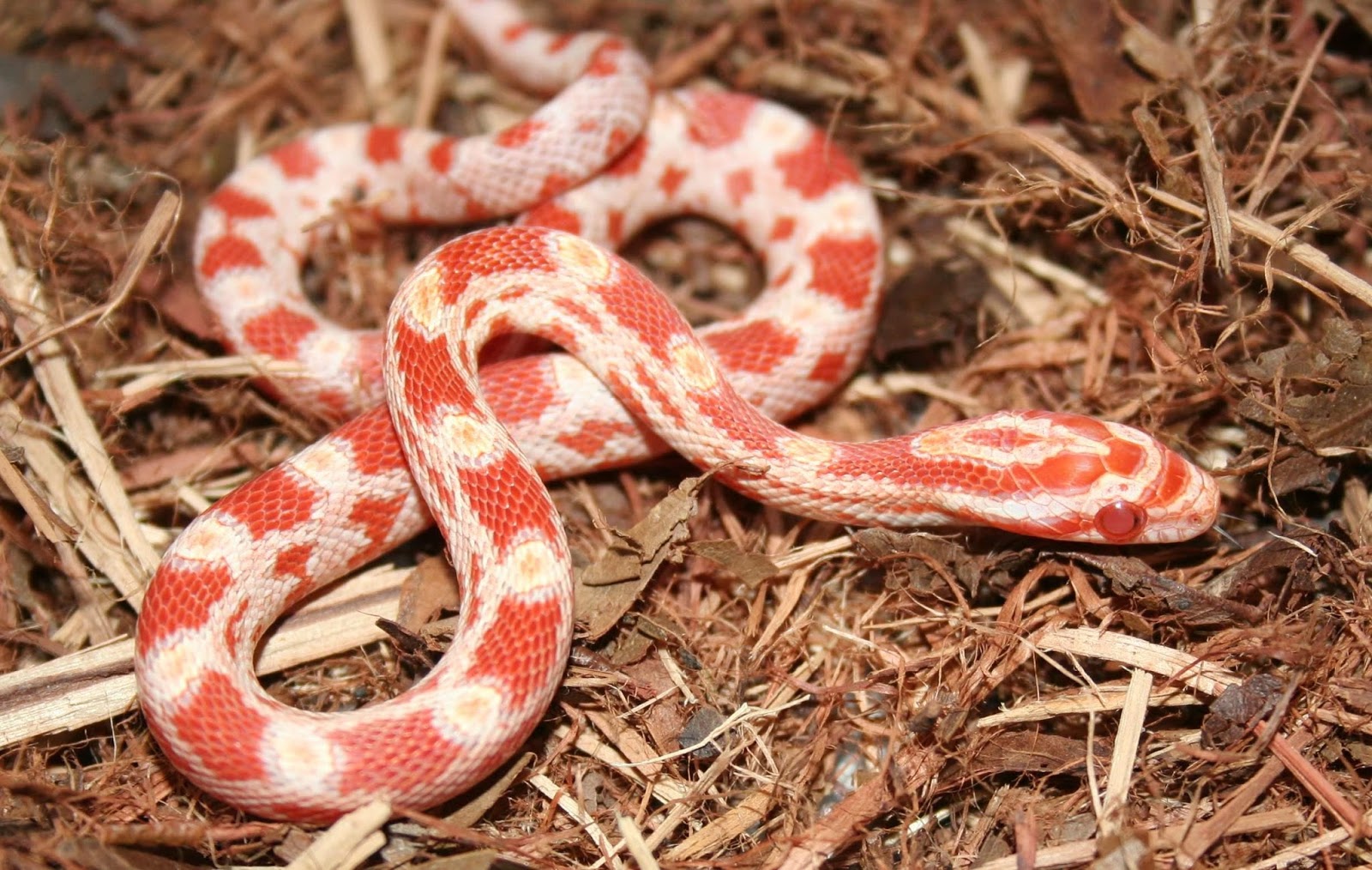 Albino Corn Snake