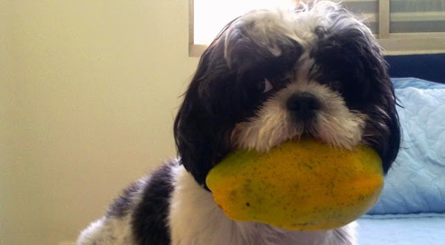A importância do mamão para a alimentação do SHIH TZU