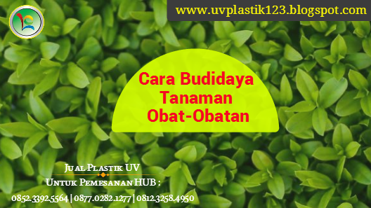 Cara Budidaya Tanaman Obat Obatan | Pabrik dan Distributor Plastik UV