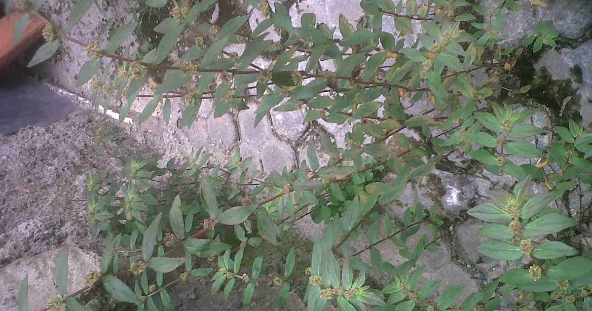 Cara menanam Tanaman Obat herbal dan Jamu tradisional 