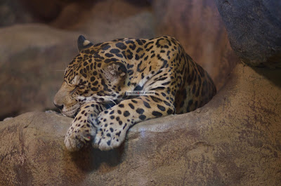 Click here to enlarge image Ark Avilon Zoo - Jaguar