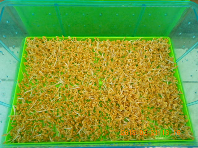 ��Ī��,��Ī�گ�,fenugreek,fenugreek-seeds,�����l,��Ī�ڽ��n,��Ī�ڬ�\��,��Ī�گ��\��,��Ī�ڵo����,��Ī�ڬ�