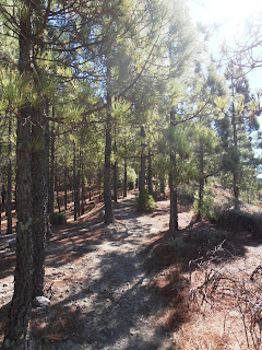 camino camino entre los pinos
