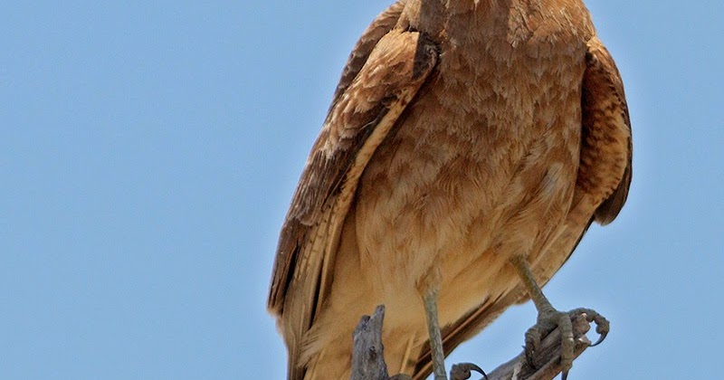 mis fotos de aves: Phalcoboenus chimango Chimango Chimango Caracara