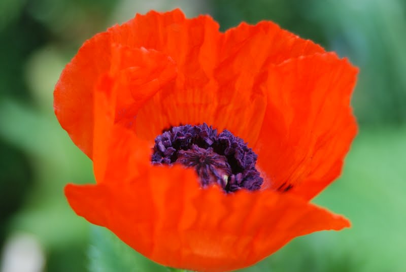 Wife, Mother, Gardener Oriental Poppies on the Front Walk