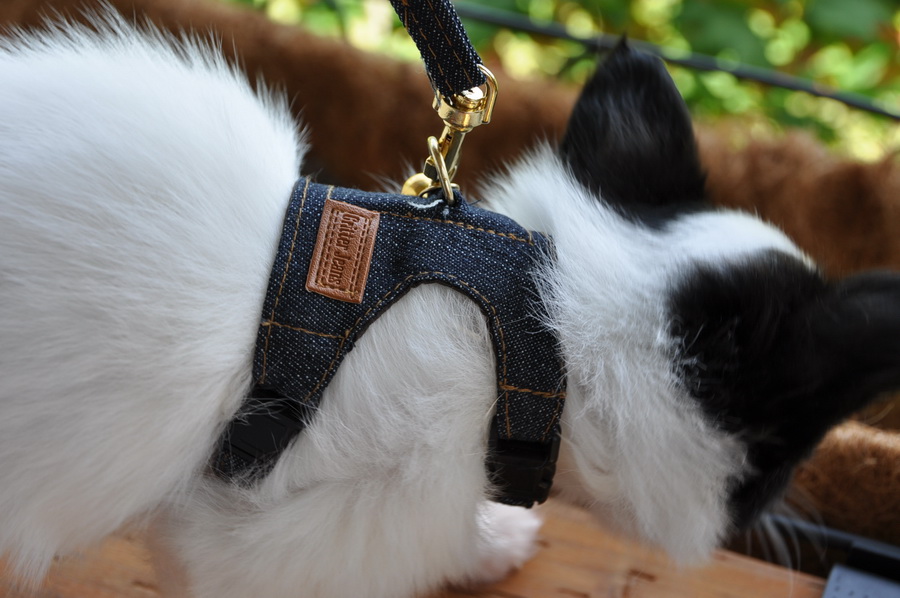 Road's End Papillons Extra small Harness for Extra small Papillons