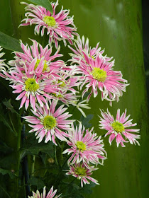 White and pink single mums at the Allan Gardens Conservatory 2015 Chrysanthemum Show by garden muses-not another Toronto gardening blog