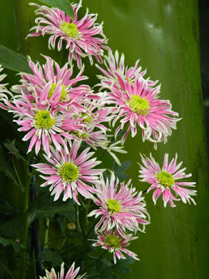 White and pink single mums at the Allan Gardens Conservatory 2015 Chrysanthemum Show by garden muses-not another Toronto gardening blog White and pink single mums at the Allan Gardens Conservatory 2015 Chrysanthemum Show by garden muses-not another Toronto gardening blog