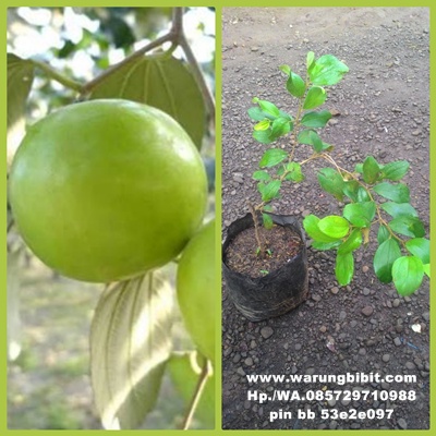 78+ Gambar Pohon Apel India Paling Keren 78+ Gambar Pohon Apel India Paling Keren