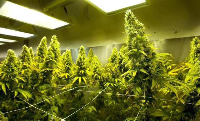 maconha medicinal - cannabis medicinal maconha medicinal - cannabis medicinal