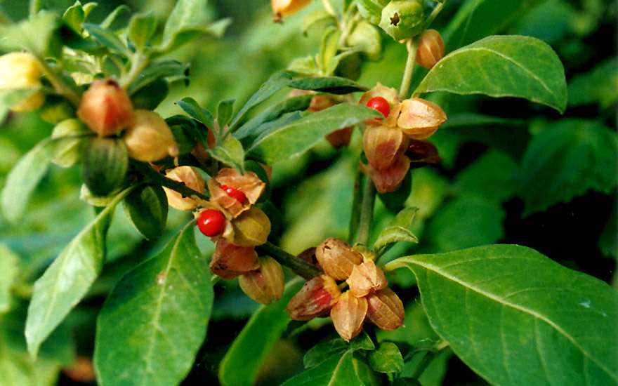 Is Ashwagandha good for you? Is Ashwagandha good for you?