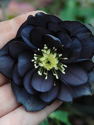 Helleborus ‘Onyx Odyssey’ A gorgeous and deeply romantic bloom