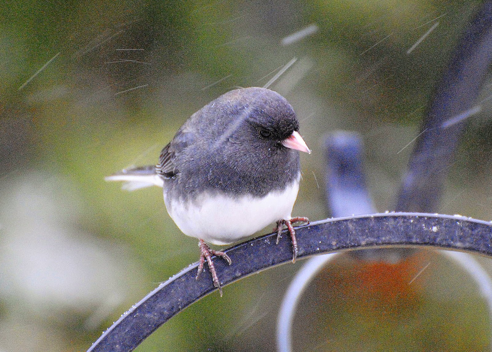 Camera on King & Aurora Most juncos ever at the feeders this winter