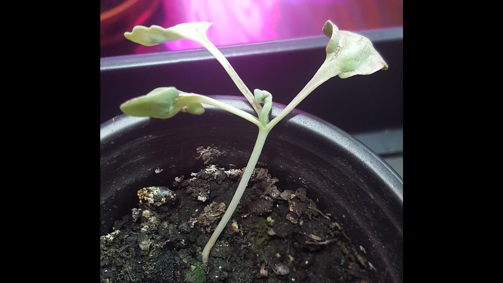 Josh's Blog. Sea Kale Germination Experiment Part 4 (Final Update)