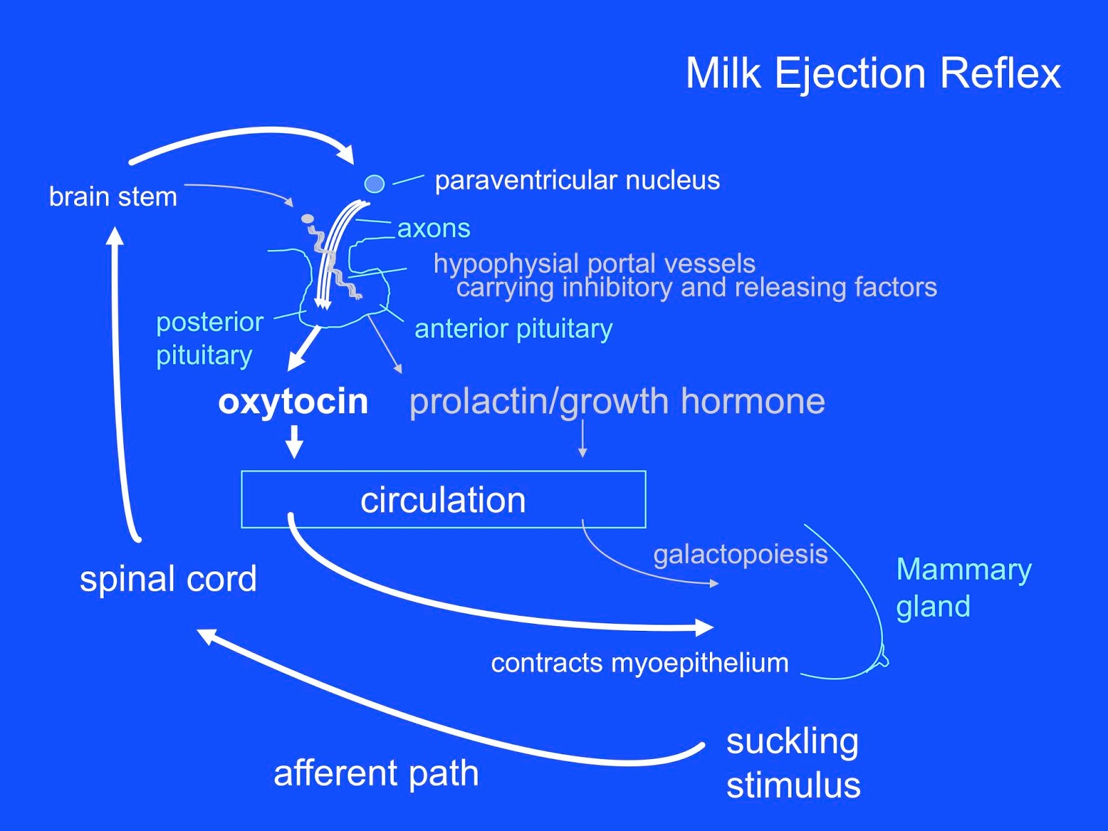 Oxytocin Reflex