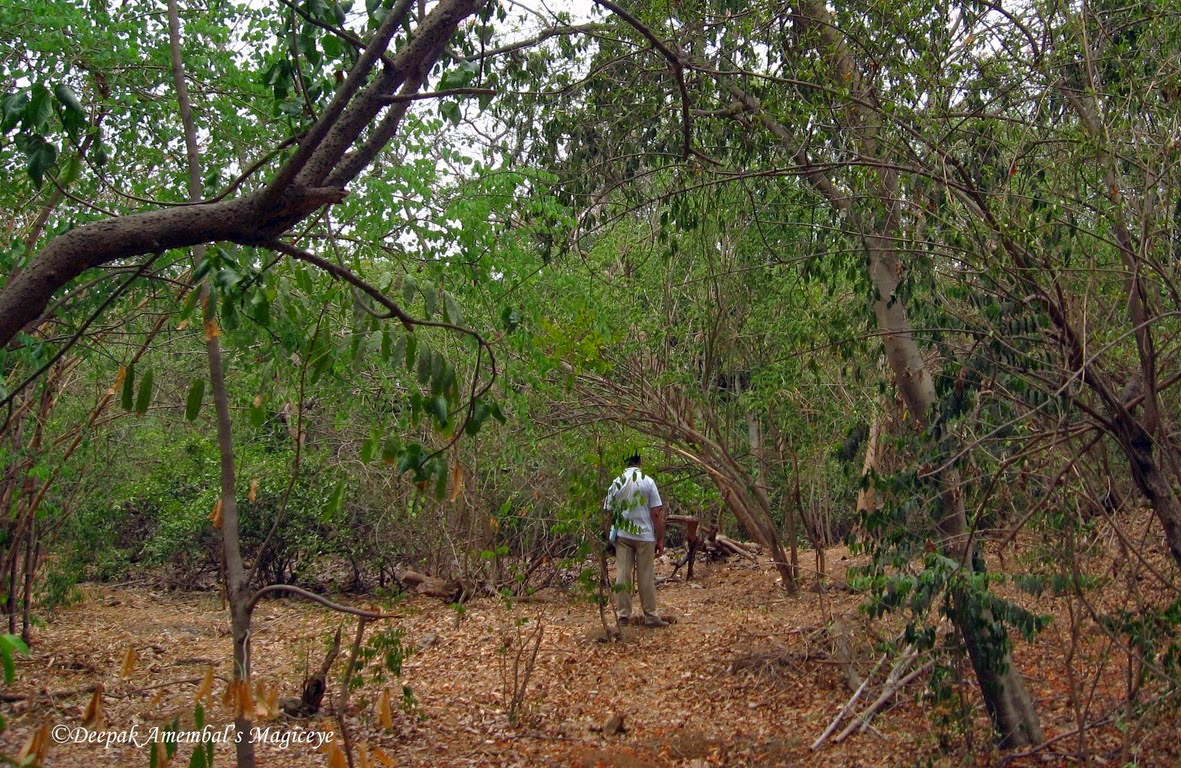 Mahim Nature Park Methodology Mahim Nature Park Methodology