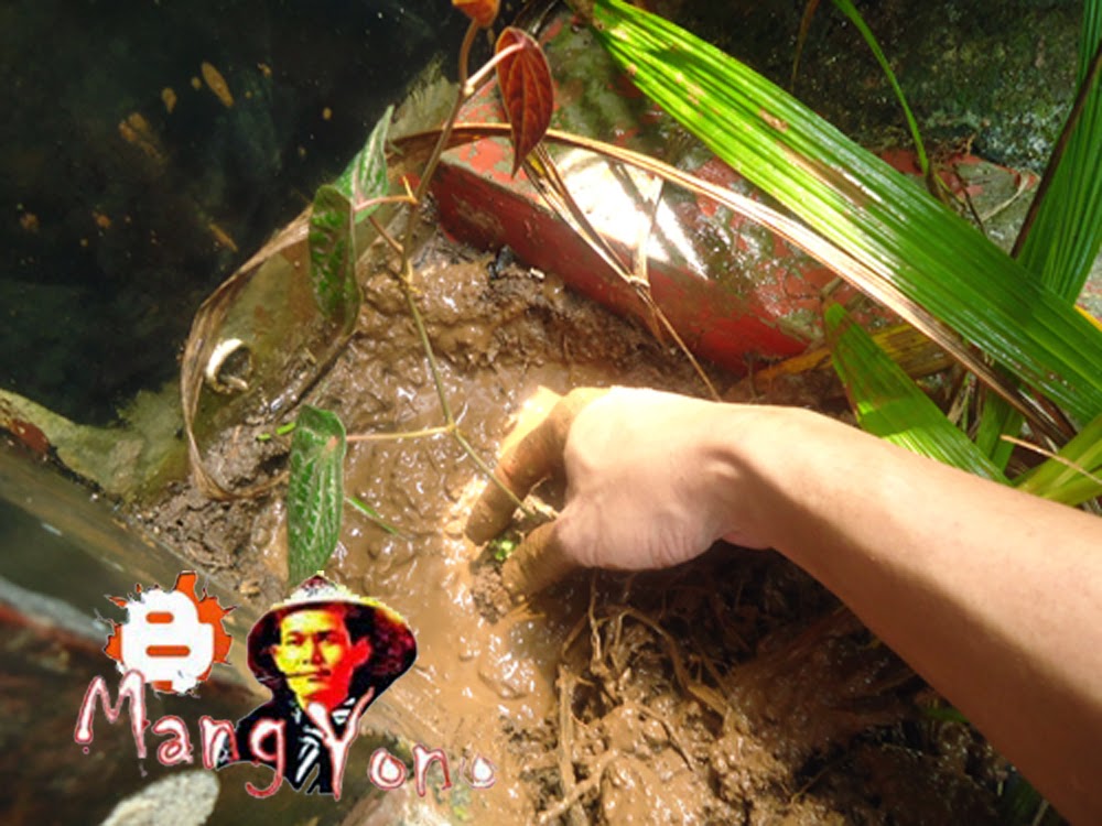 Gb. 3. Menanam kembali stek Sirih Merah Gb. 3. Menanam kembali stek Sirih Merah