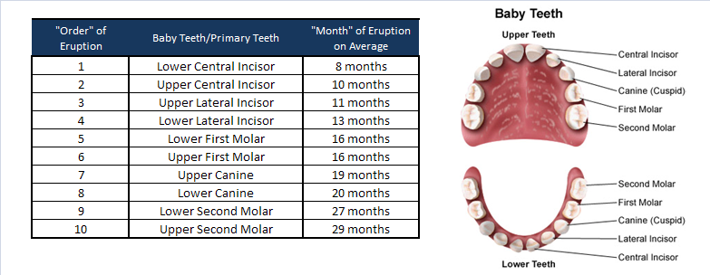 sequence of baby teeth erupting