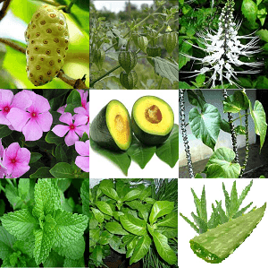cara mengobati diabetes melitus secara tradisional