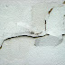 Gypsum Panel Repair in New York