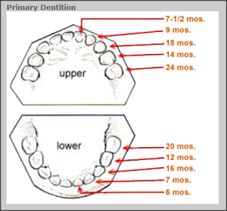 dentition order primary