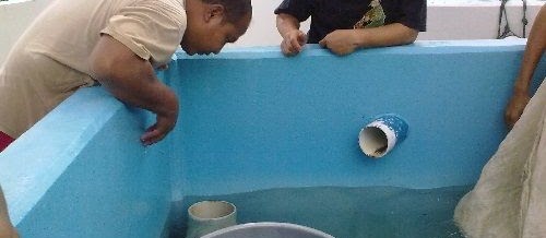 Cara Pembenihan Ikan Kerapu Macan yang Berhasil